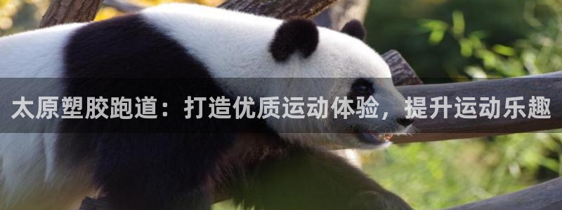 尊龙官网登录·(中国)官方网站-bd SPORTS：太原塑胶跑道：打造优质运动体验，提升运动乐趣